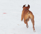 Rocket in Snow -- January 2011
